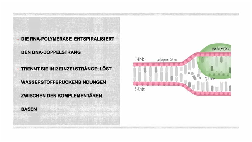 TRANSKIPTION
Was? An einem DNA-Matrizenstrang wird eine RNA-Kopie erzeugt
Wie? In 3'-5" Richtung
Bei Eukaryoten im Zellkern
Bei Prokaryoten 