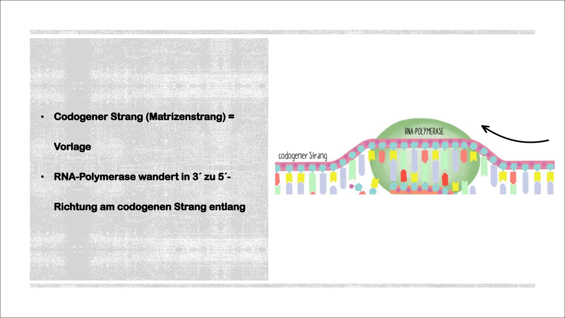 TRANSKIPTION
Was? An einem DNA-Matrizenstrang wird eine RNA-Kopie erzeugt
Wie? In 3'-5" Richtung
Bei Eukaryoten im Zellkern
Bei Prokaryoten 