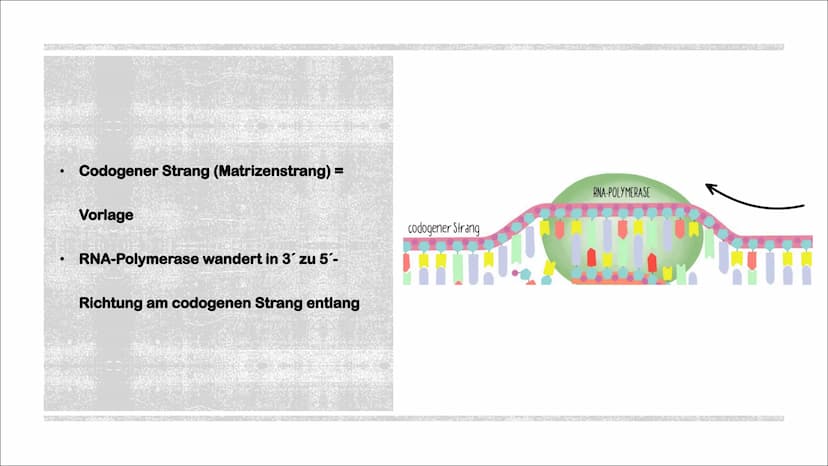 TRANSKIPTION
Was? An einem DNA-Matrizenstrang wird eine RNA-Kopie erzeugt
Wie? In 3'-5" Richtung
Bei Eukaryoten im Zellkern
Bei Prokaryoten 