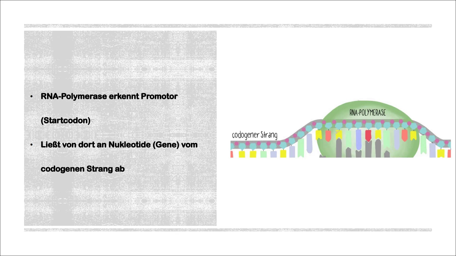 TRANSKIPTION
Was? An einem DNA-Matrizenstrang wird eine RNA-Kopie erzeugt
Wie? In 3'-5" Richtung
Bei Eukaryoten im Zellkern
Bei Prokaryoten 