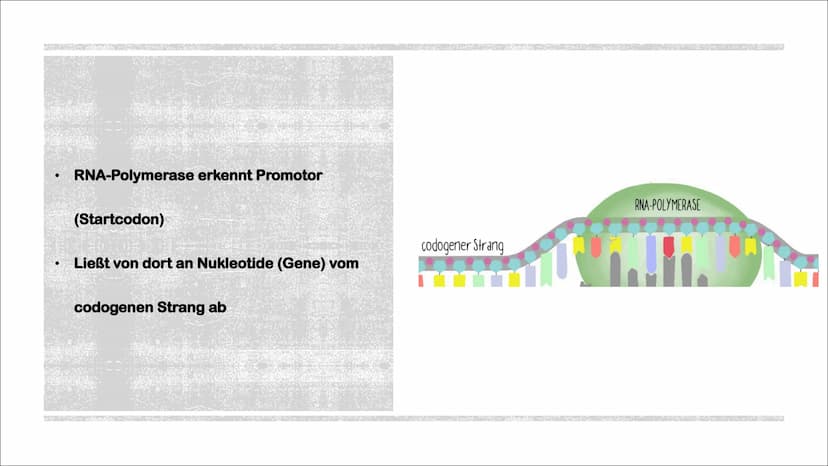 TRANSKIPTION
Was? An einem DNA-Matrizenstrang wird eine RNA-Kopie erzeugt
Wie? In 3'-5" Richtung
Bei Eukaryoten im Zellkern
Bei Prokaryoten 