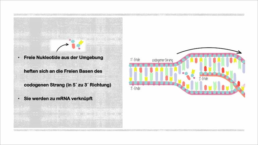TRANSKIPTION
Was? An einem DNA-Matrizenstrang wird eine RNA-Kopie erzeugt
Wie? In 3'-5" Richtung
Bei Eukaryoten im Zellkern
Bei Prokaryoten 