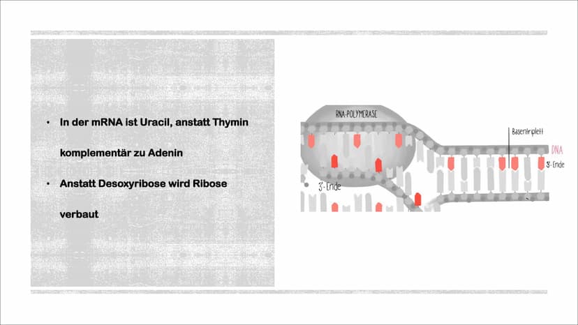 TRANSKIPTION
Was? An einem DNA-Matrizenstrang wird eine RNA-Kopie erzeugt
Wie? In 3'-5" Richtung
Bei Eukaryoten im Zellkern
Bei Prokaryoten 
