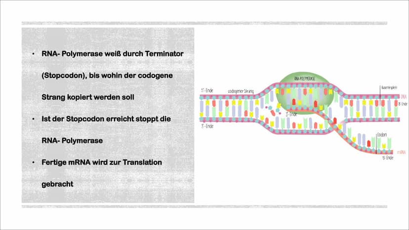 TRANSKIPTION
Was? An einem DNA-Matrizenstrang wird eine RNA-Kopie erzeugt
Wie? In 3'-5" Richtung
Bei Eukaryoten im Zellkern
Bei Prokaryoten 