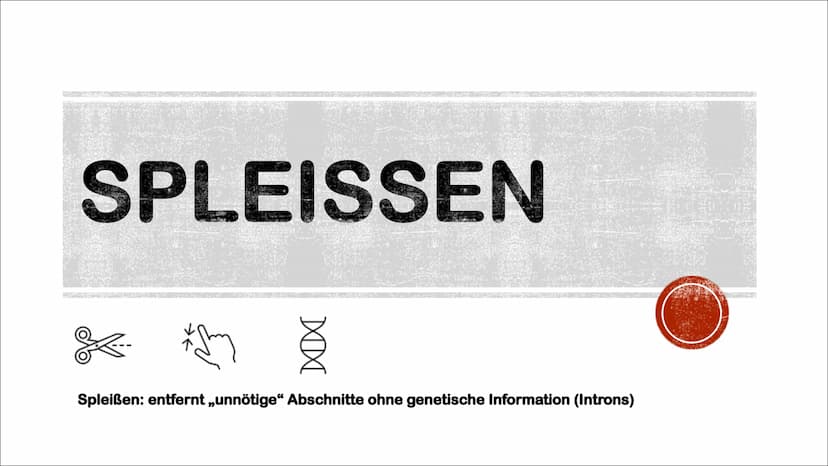 TRANSKIPTION
Was? An einem DNA-Matrizenstrang wird eine RNA-Kopie erzeugt
Wie? In 3'-5" Richtung
Bei Eukaryoten im Zellkern
Bei Prokaryoten 