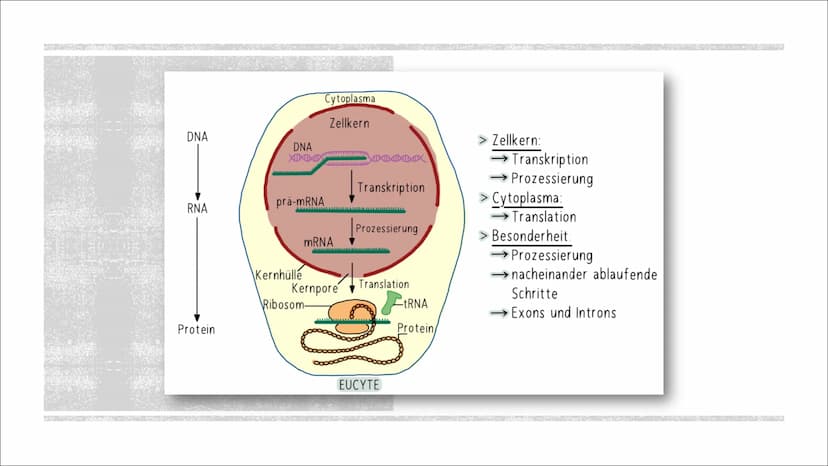 TRANSKIPTION
Was? An einem DNA-Matrizenstrang wird eine RNA-Kopie erzeugt
Wie? In 3'-5" Richtung
Bei Eukaryoten im Zellkern
Bei Prokaryoten 