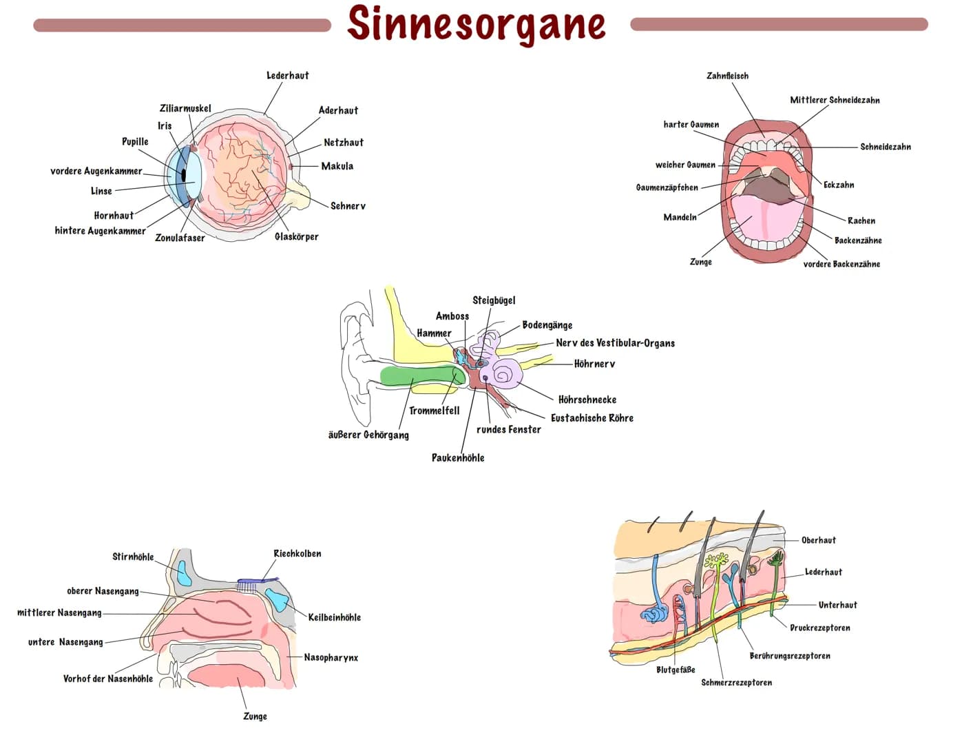 vordere Augenkammer.
Linse
Pupille
mittlerer Nasengang.
Hornhaut
hintere Augenkammer Zonulafaser
oberer Nasengang.
untere Nasengang.
Stirnhö