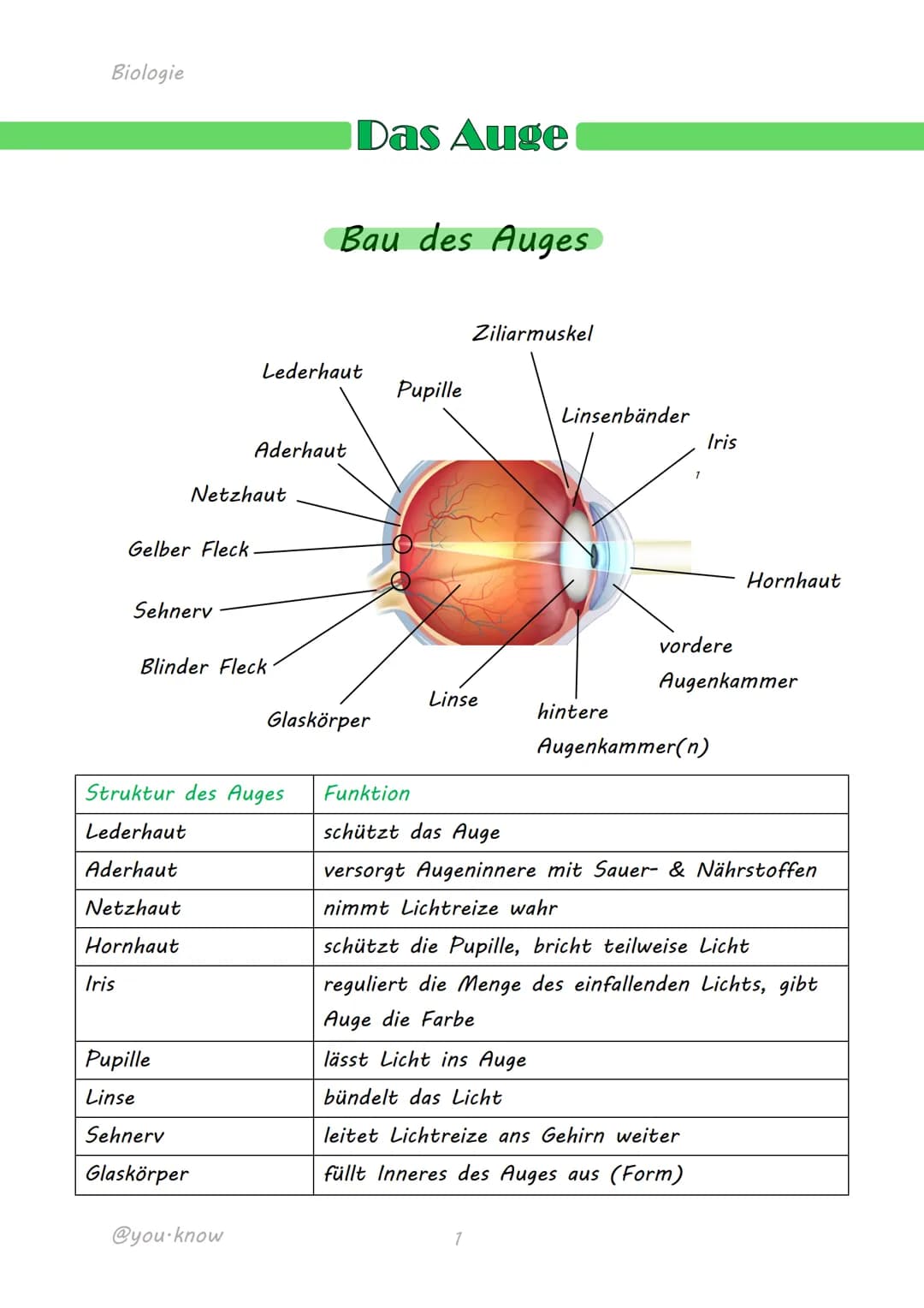 
<h2 id="dasmenschlicheaugeaufbauundfunktion">Das menschliche Auge: Aufbau und Funktion</h2>
<p>Das Auge ist ein komplexes Sinnesorgan, das 
