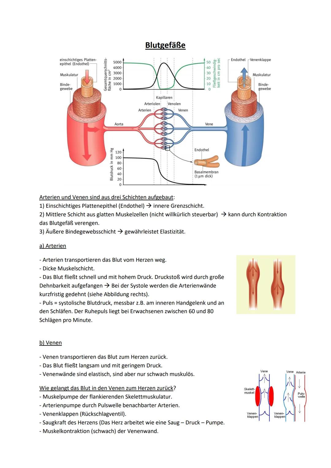 Plasma -55%
Serum
Wasser (90 %)
- Elektrolyte
Plasmaproteine (
(17%)
-transportierte Stoffe
Blutgerinnung
Thrombocyten
-0,5%
Durchmesser: 0-