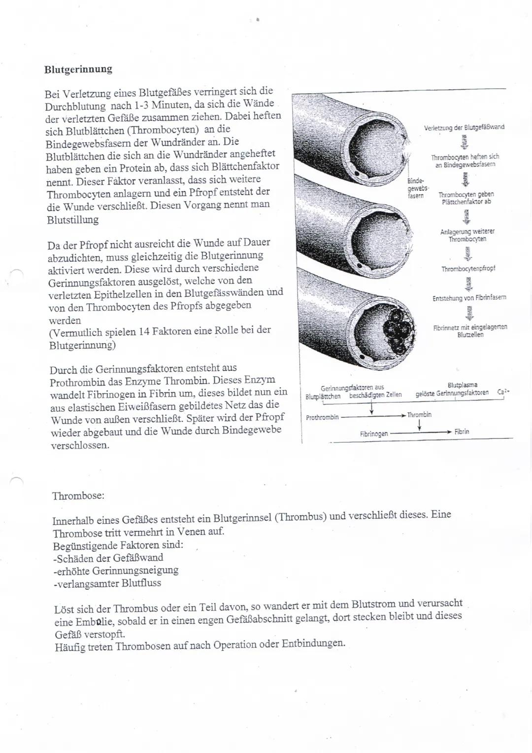 Plasma -55%
Serum
Wasser (90 %)
- Elektrolyte
Plasmaproteine (
(17%)
-transportierte Stoffe
Blutgerinnung
Thrombocyten
-0,5%
Durchmesser: 0-