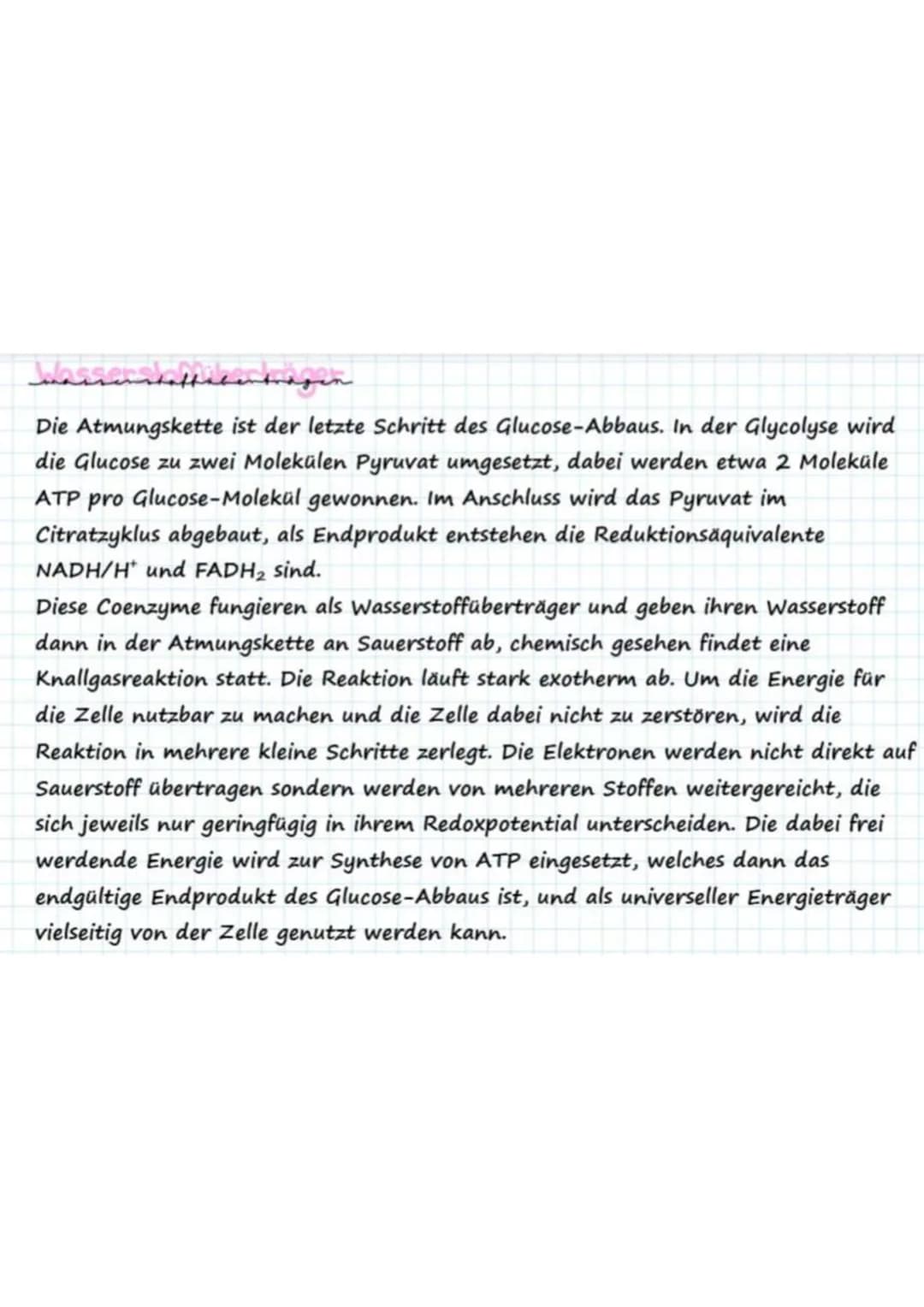 Warrenshaffecentragen
Die Atmungskette ist der letzte Schritt des Glucose-Abbaus. In der Glycolyse wird
die Glucose zu zwei Molekülen Pyruva