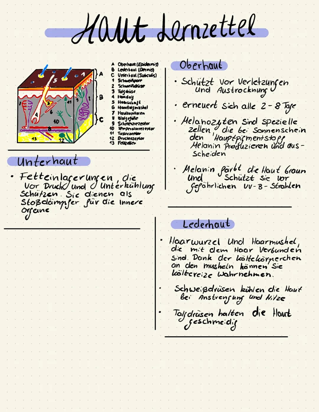 43
10
Haut Lernzettel
Unterhaut
A
B
A Oberhaut (Epidermis)
8 Lederhaut (Dermis)
C Unterhaul (Subculis)
1 Schweißpore
2 Schweißdrüse
3 Tagdrü