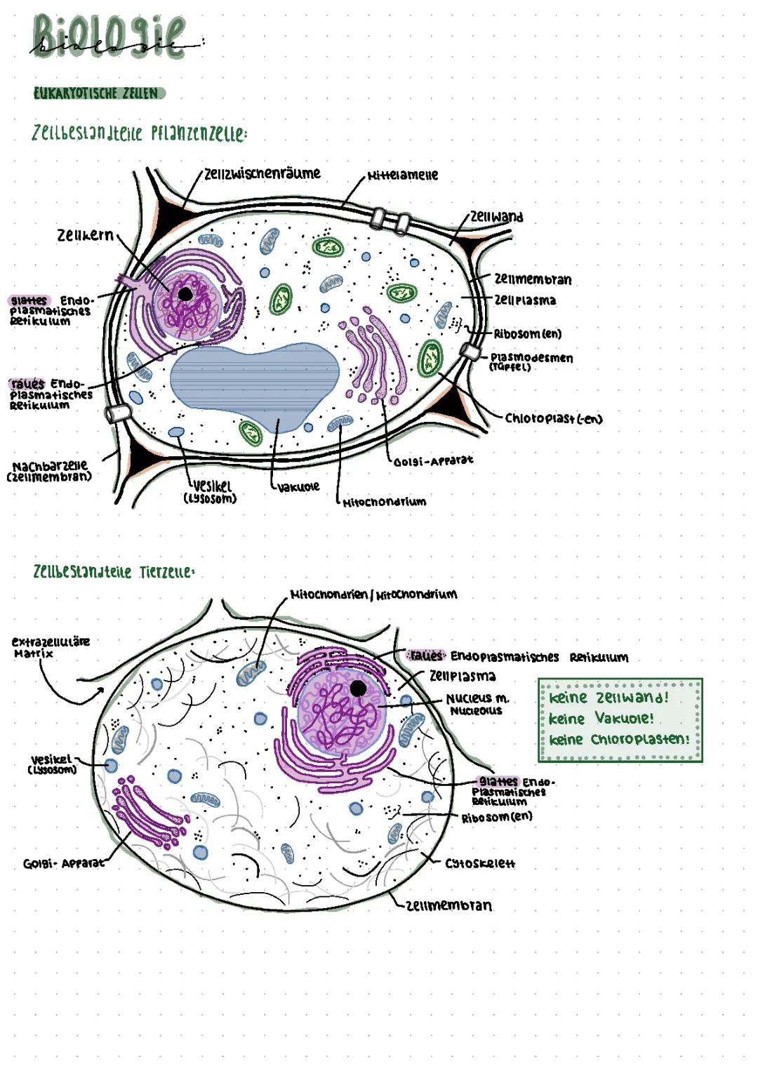  Zellbiologie