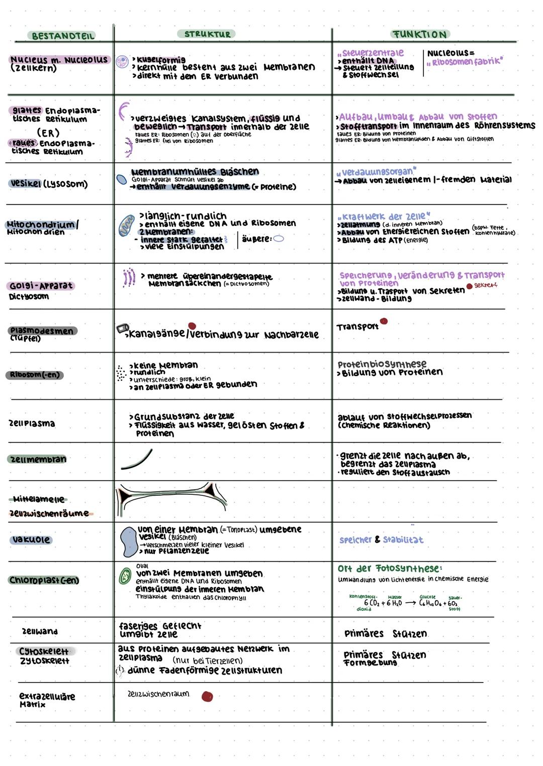 Biologie
EUKARYOTISCHE ZELLEN
Zellbestandteile Pflanzenzelle:
Zellkern
918+tes Endo-
plasmatisches
Retikulum
raues Endo-
Plasmatisches
Retik