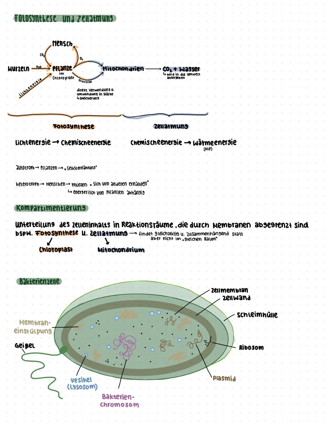 Biologie
EUKARYOTISCHE ZELLEN
Zellbestandteile Pflanzenzelle:
Zellkern
918+tes Endo-
plasmatisches
Retikulum
raues Endo-
Plasmatisches
Retik