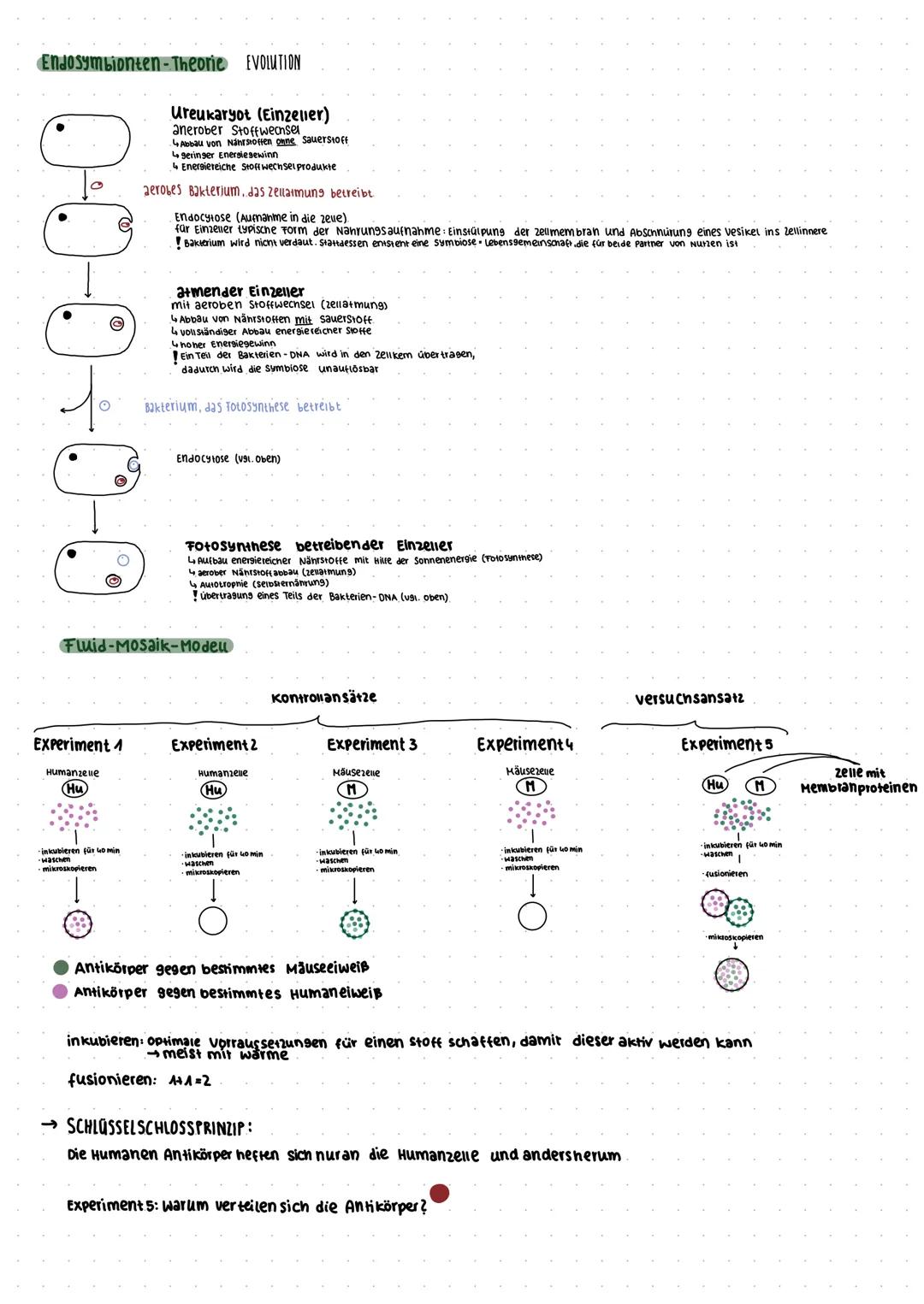 Biologie
EUKARYOTISCHE ZELLEN
Zellbestandteile Pflanzenzelle:
Zellkern
918+tes Endo-
plasmatisches
Retikulum
raues Endo-
Plasmatisches
Retik