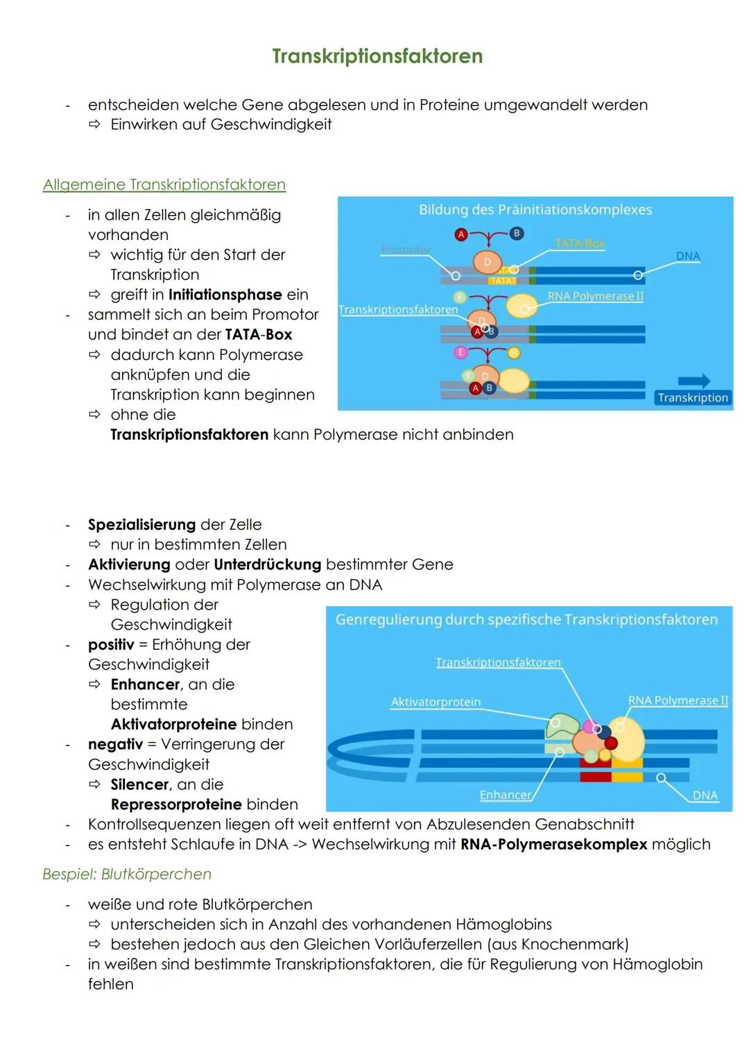 # Transkriptionsfaktoren

- entscheiden welche Gene abgelesen und in Proteine umgewandelt werden

➡Einwirken auf Geschwindigkeit

# Allgemei