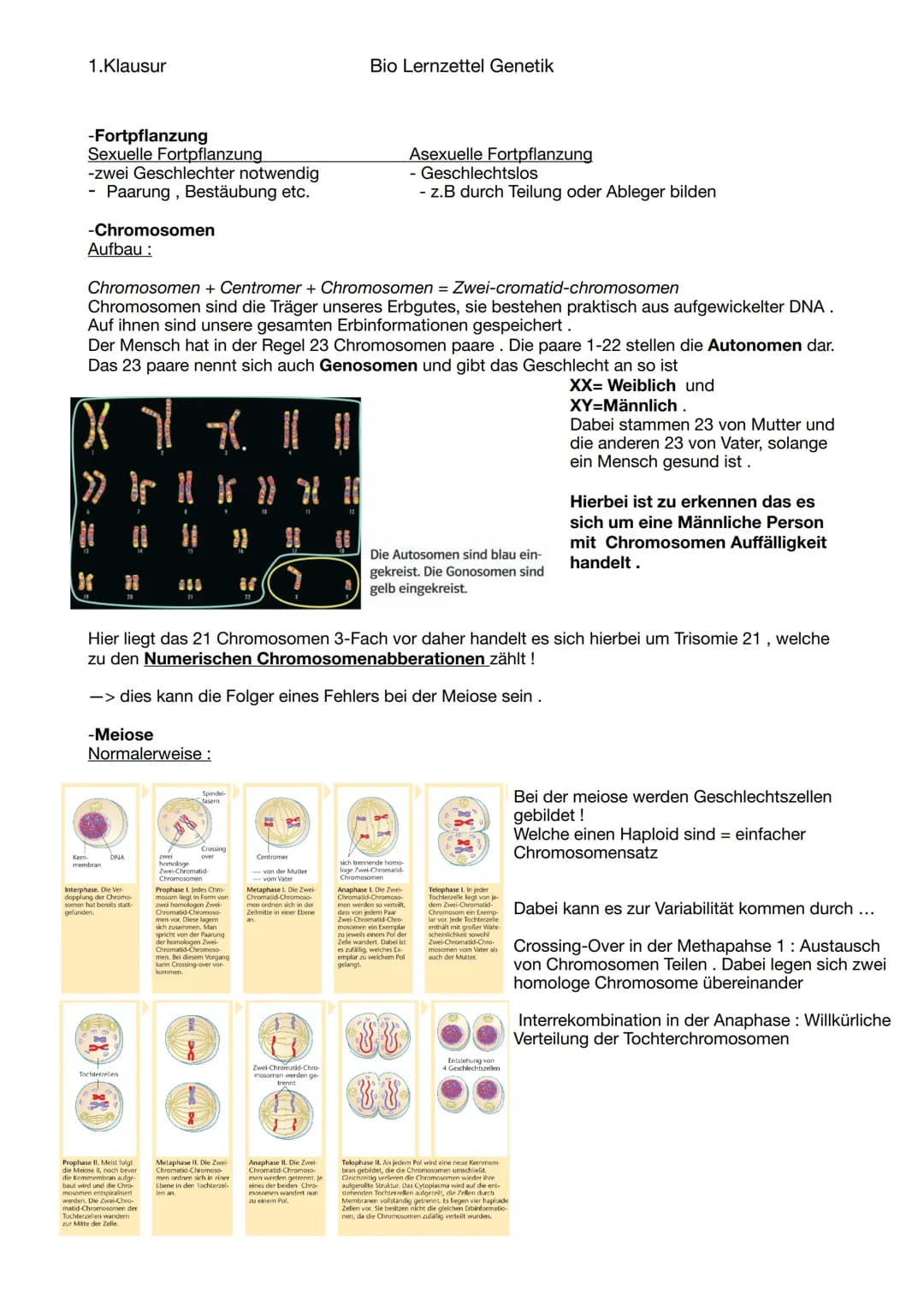 1.Klausur
-Fortpflanzung
Sexuelle Fortpflanzung
-zwei Geschlechter notwendig
Paarung, Bestäubung etc.
-Chromosomen
Aufbau:
Chromosomen + Cen