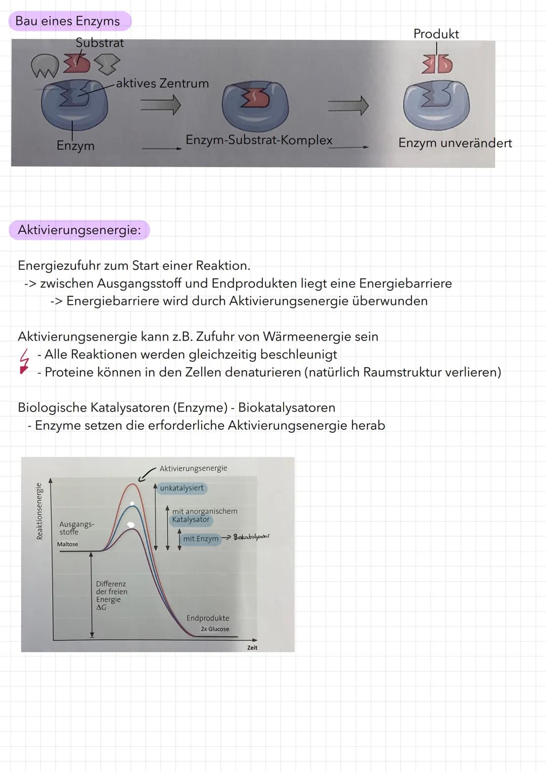 Bau eines Enzyms
Substrat
WED
Enzym
Aktivierungsenergie:
aktives Zentrum
Reaktionsenergie
Ausgangs-
stoffe
Maltose
Enzym-Substrat-Komplex
Bi