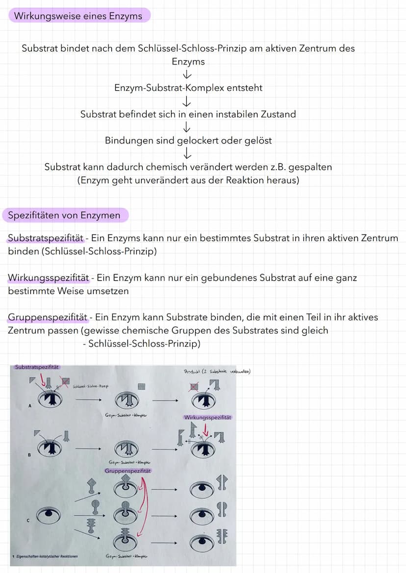 Bau eines Enzyms
Substrat
WED
Enzym
Aktivierungsenergie:
aktives Zentrum
Reaktionsenergie
Ausgangs-
stoffe
Maltose
Enzym-Substrat-Komplex
Bi