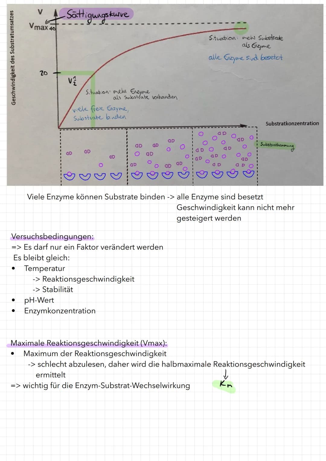 Bau eines Enzyms
Substrat
WED
Enzym
Aktivierungsenergie:
aktives Zentrum
Reaktionsenergie
Ausgangs-
stoffe
Maltose
Enzym-Substrat-Komplex
Bi