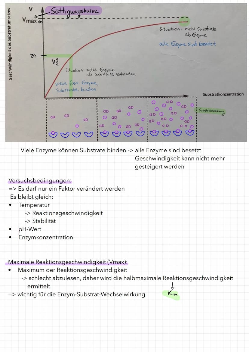 Bau eines Enzyms
Substrat
WED
Enzym
Aktivierungsenergie:
aktives Zentrum
Reaktionsenergie
Ausgangs-
stoffe
Maltose
Enzym-Substrat-Komplex
Bi