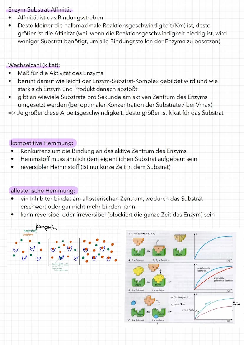 Bau eines Enzyms
Substrat
WED
Enzym
Aktivierungsenergie:
aktives Zentrum
Reaktionsenergie
Ausgangs-
stoffe
Maltose
Enzym-Substrat-Komplex
Bi