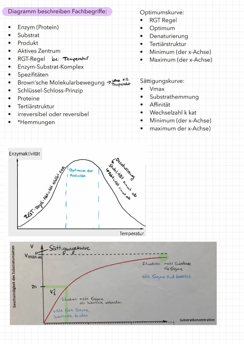 Bau eines Enzyms
Substrat
WED
Enzym
Aktivierungsenergie:
aktives Zentrum
Reaktionsenergie
Ausgangs-
stoffe
Maltose
Enzym-Substrat-Komplex
Bi