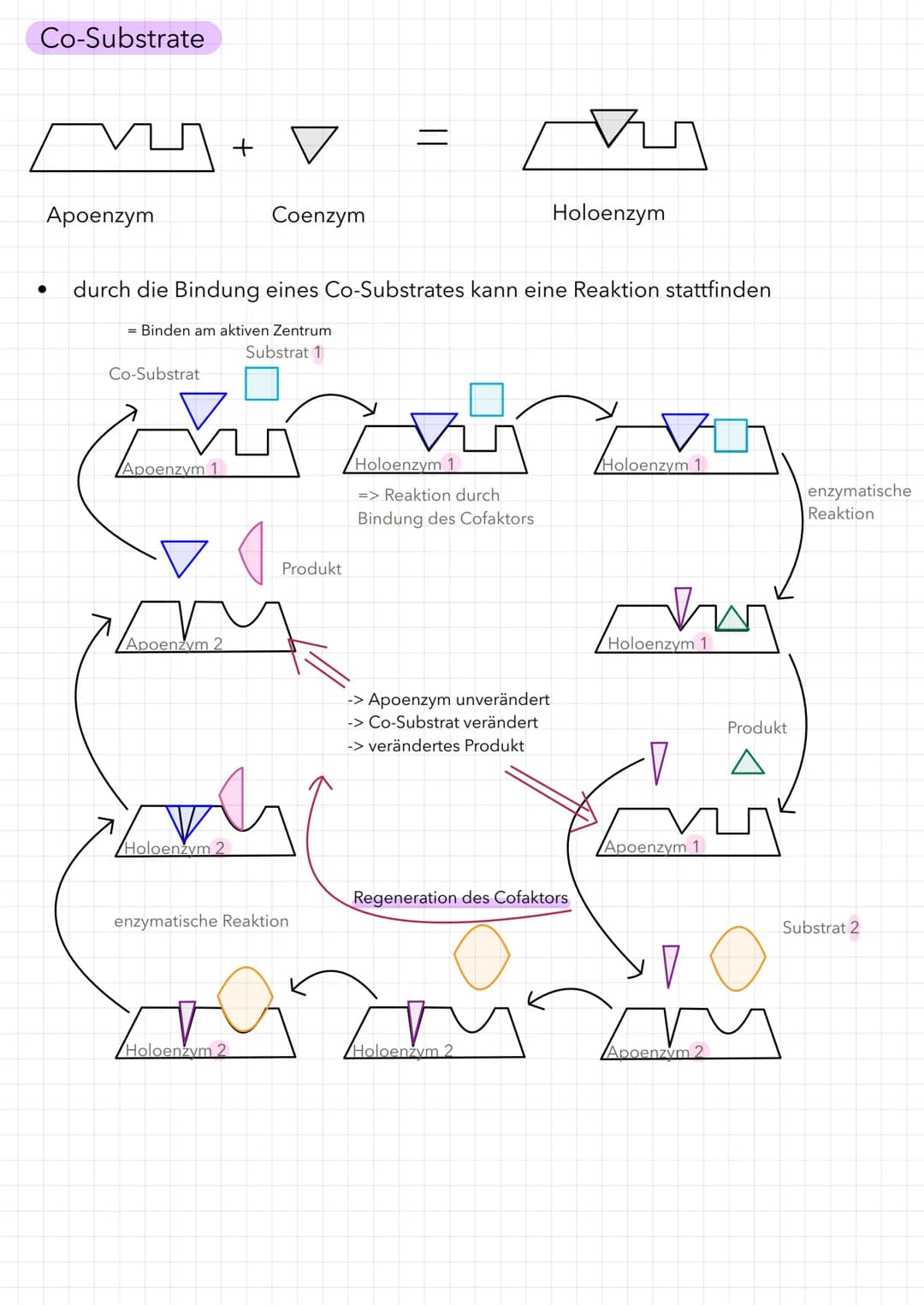 Bau eines Enzyms
Substrat
WED
Enzym
Aktivierungsenergie:
aktives Zentrum
Reaktionsenergie
Ausgangs-
stoffe
Maltose
Enzym-Substrat-Komplex
Bi
