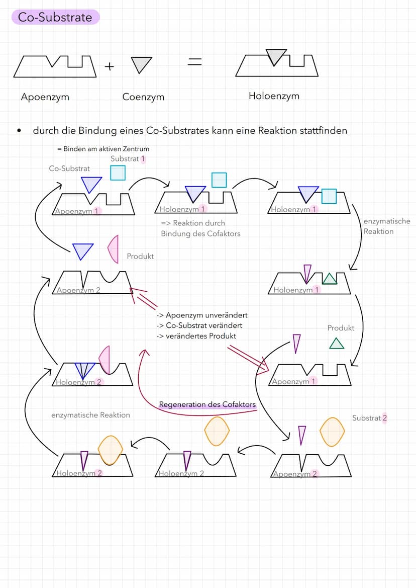 Bau eines Enzyms
Substrat
WED
Enzym
Aktivierungsenergie:
aktives Zentrum
Reaktionsenergie
Ausgangs-
stoffe
Maltose
Enzym-Substrat-Komplex
Bi