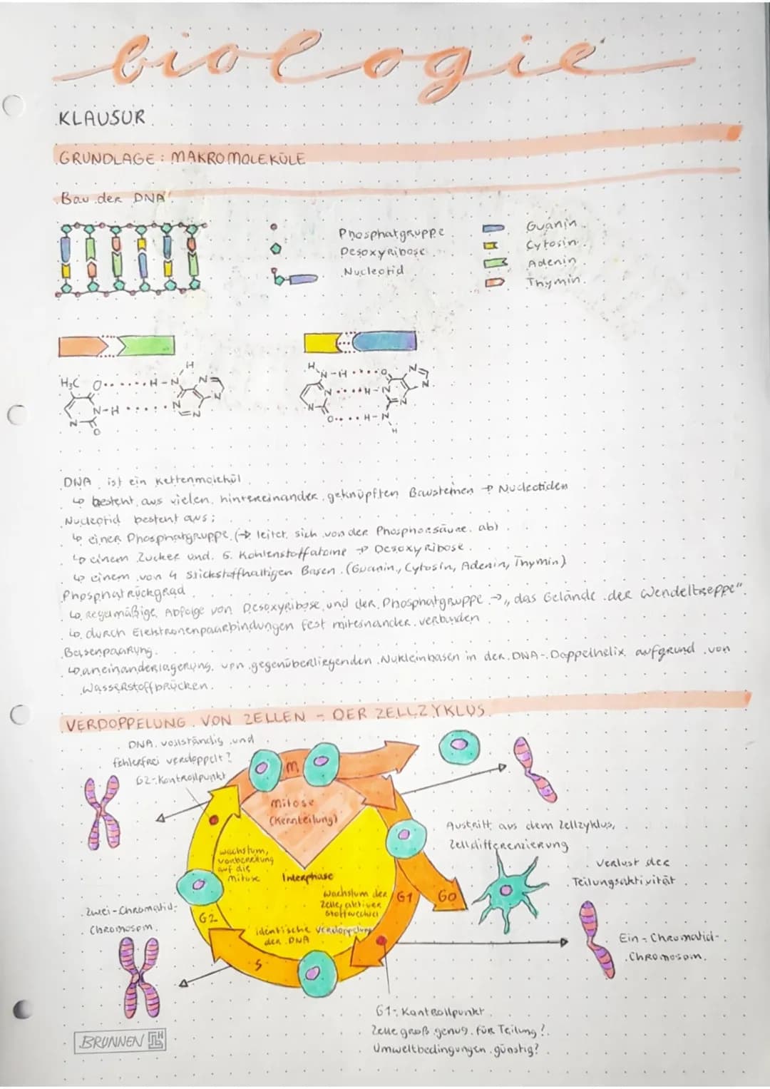 C
C
с
biologie
KLAUSUR.
GRUNDLAGE: MAKROMOLEKÜLE
Bau der DNA
H₂C 0.....
N-H
DNA ist ein Kettenmolekül
so bestent, aus vielen hintereinander 
