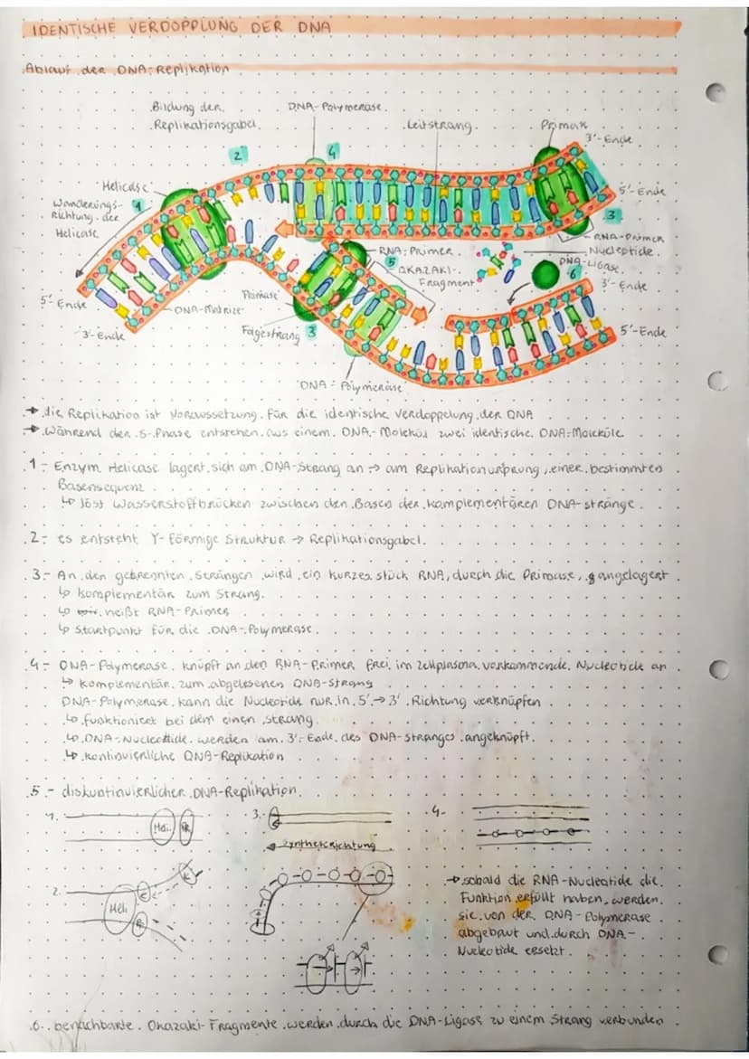 C
C
с
biologie
KLAUSUR.
GRUNDLAGE: MAKROMOLEKÜLE
Bau der DNA
H₂C 0.....
N-H
DNA ist ein Kettenmolekül
so bestent, aus vielen hintereinander 