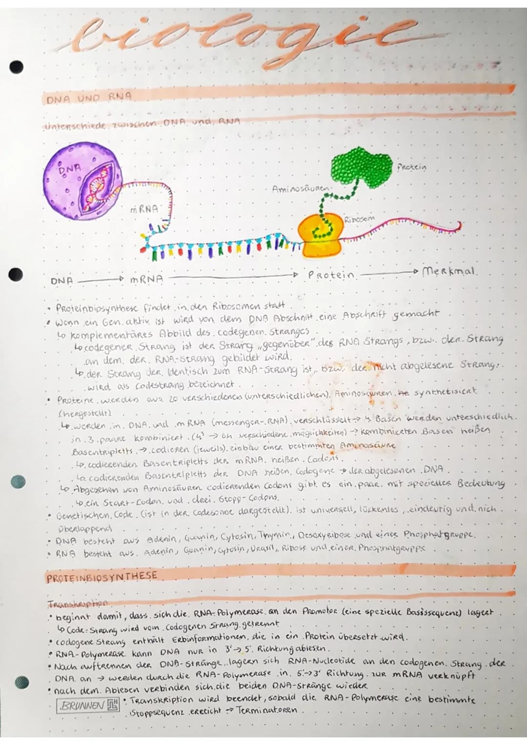 C
C
с
biologie
KLAUSUR.
GRUNDLAGE: MAKROMOLEKÜLE
Bau der DNA
H₂C 0.....
N-H
DNA ist ein Kettenmolekül
so bestent, aus vielen hintereinander 