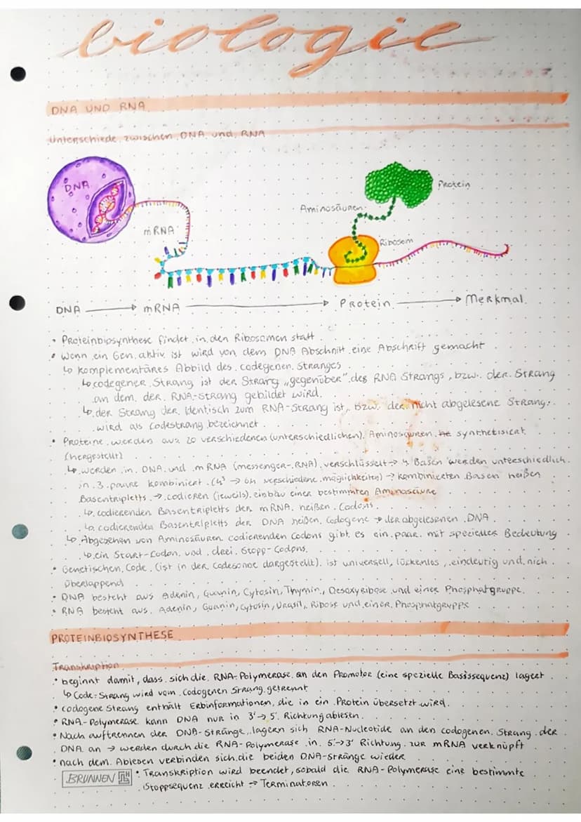 C
C
с
biologie
KLAUSUR.
GRUNDLAGE: MAKROMOLEKÜLE
Bau der DNA
H₂C 0.....
N-H
DNA ist ein Kettenmolekül
so bestent, aus vielen hintereinander 