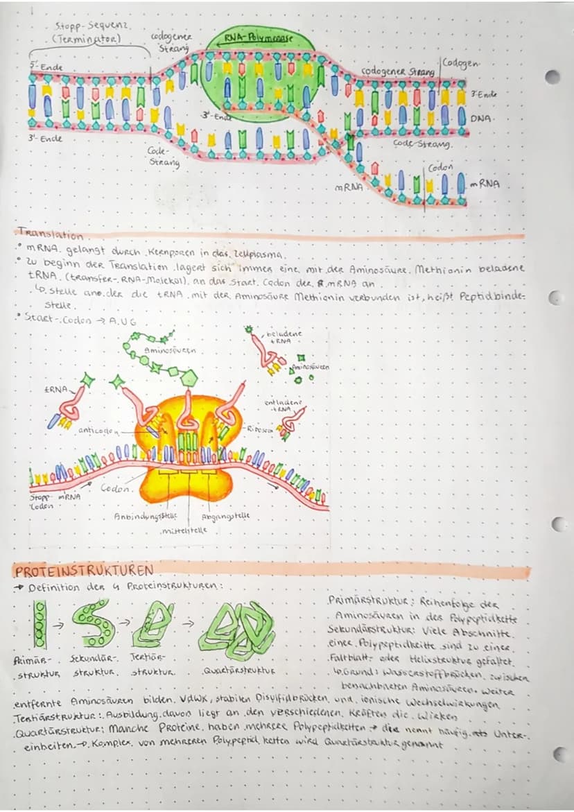C
C
с
biologie
KLAUSUR.
GRUNDLAGE: MAKROMOLEKÜLE
Bau der DNA
H₂C 0.....
N-H
DNA ist ein Kettenmolekül
so bestent, aus vielen hintereinander 
