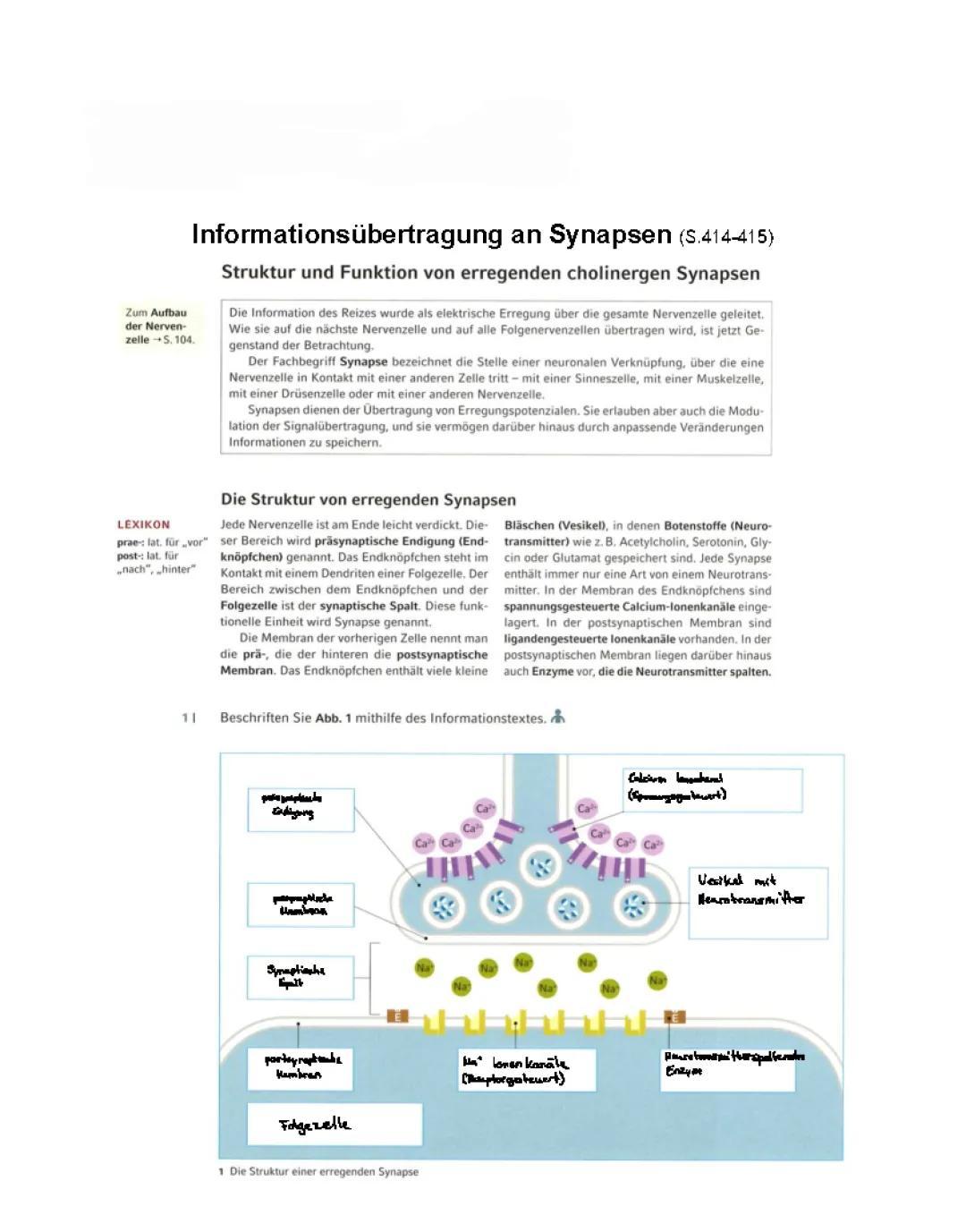 Informationsübertragung an Synapsen 