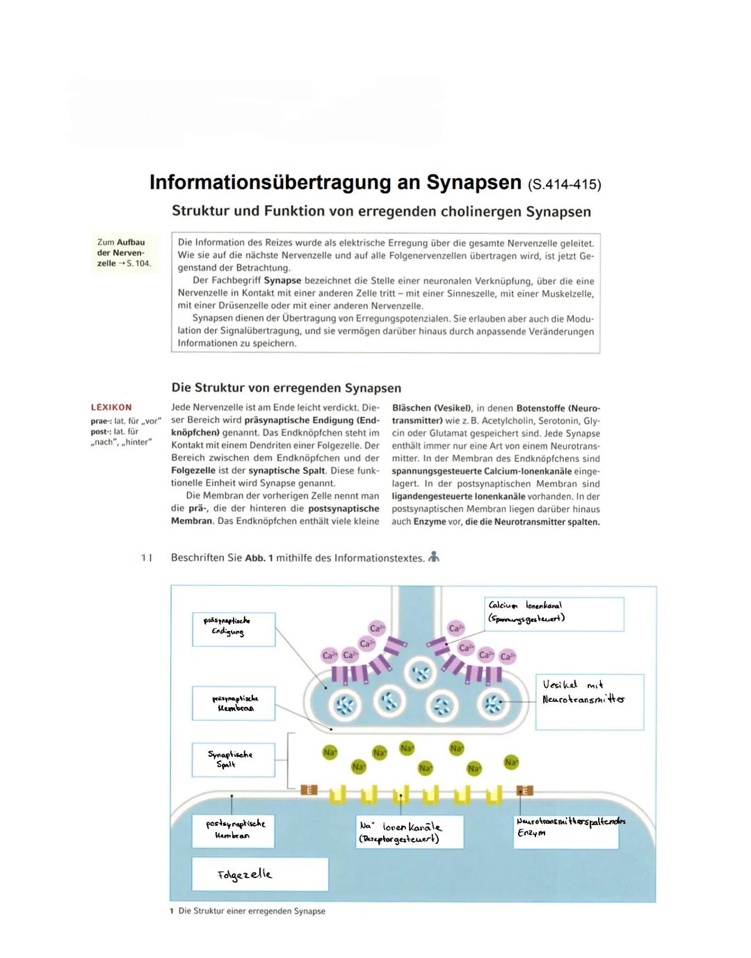 Informationsübertragung an Synapsen (S.414-415)
Struktur und Funktion von erregenden cholinergen Synapsen
Zum Aufbau
der Nerven-
zelle S. 10