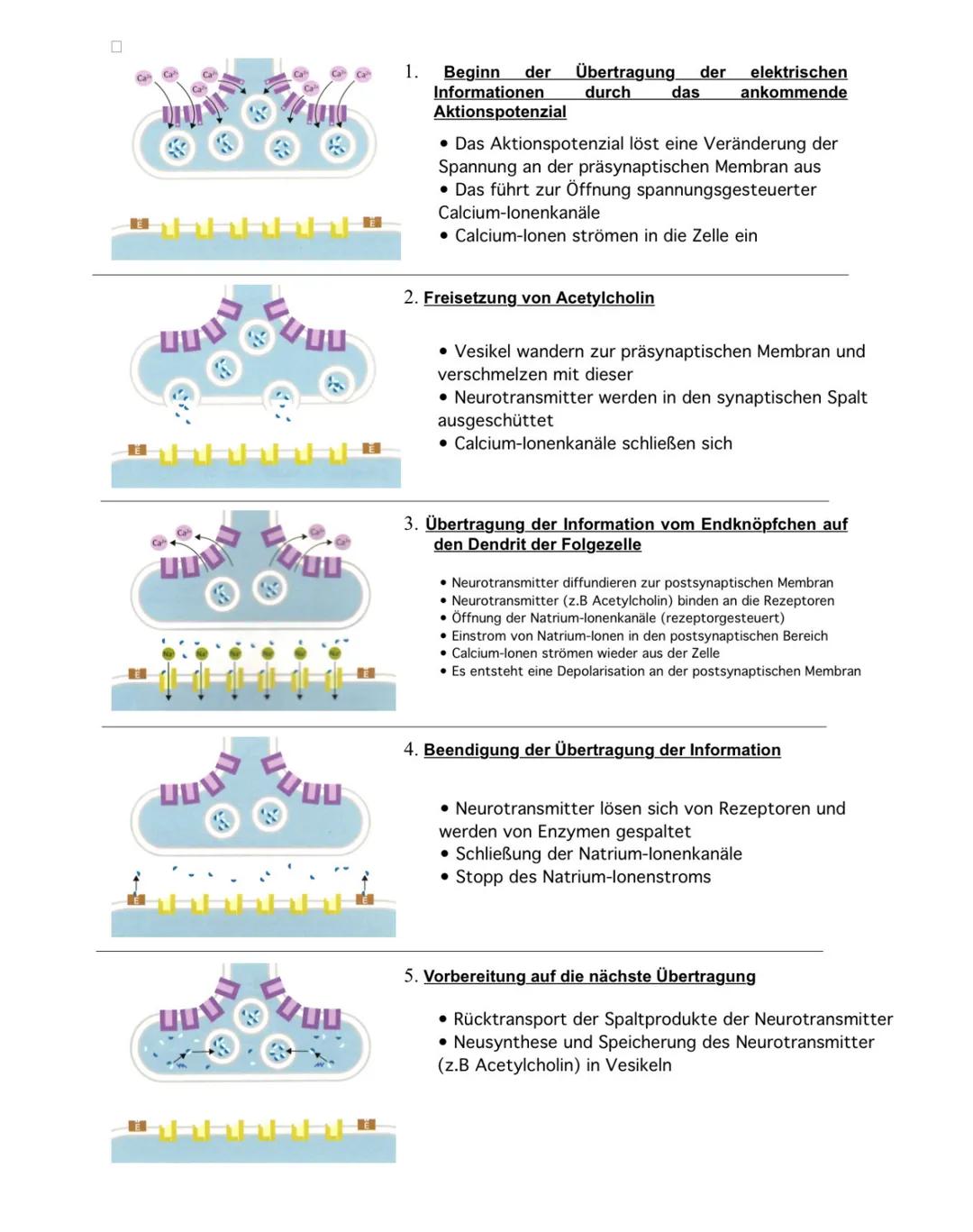 Informationsübertragung an Synapsen (S.414-415)
Struktur und Funktion von erregenden cholinergen Synapsen
Zum Aufbau
der Nerven-
zelle S. 10