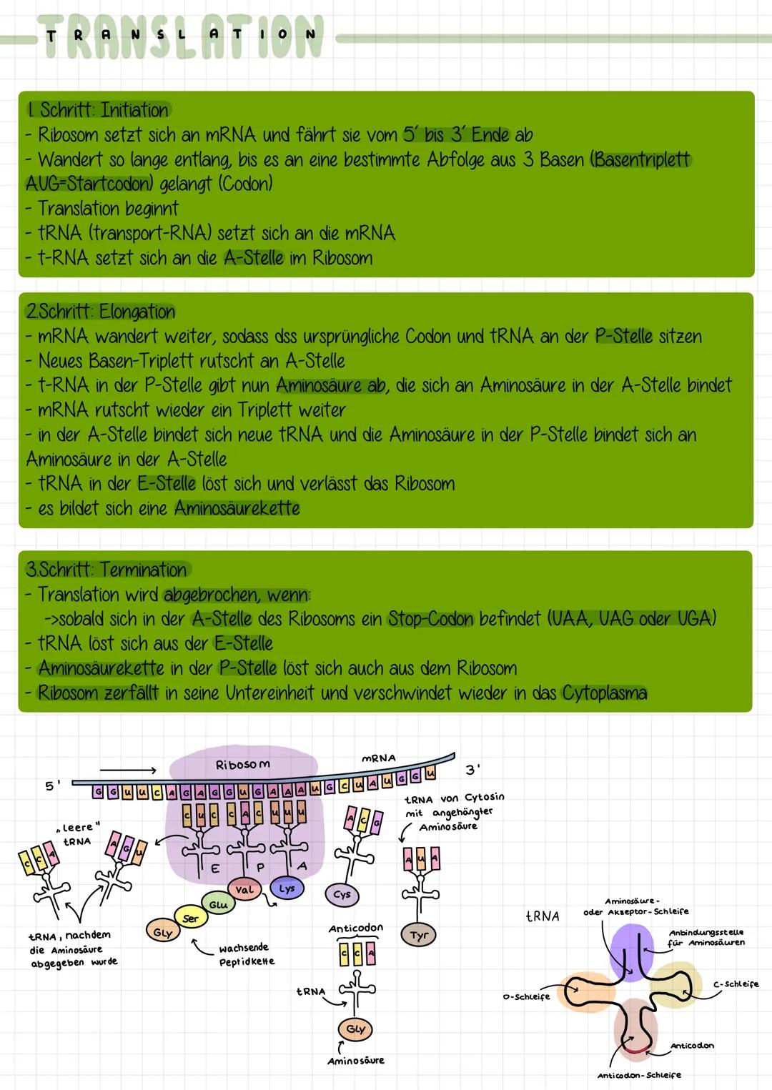 # TRANSL ATION

1. Schritt: Initiation
- Ribosom setzt sich an mRNA und fährt sie vom 5' bis 3' Ende ab
- Wandert so lange entlang, bis es a