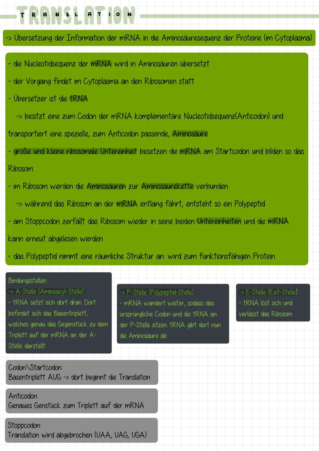 # TRANSL ATION

1. Schritt: Initiation
- Ribosom setzt sich an mRNA und fährt sie vom 5' bis 3' Ende ab
- Wandert so lange entlang, bis es a