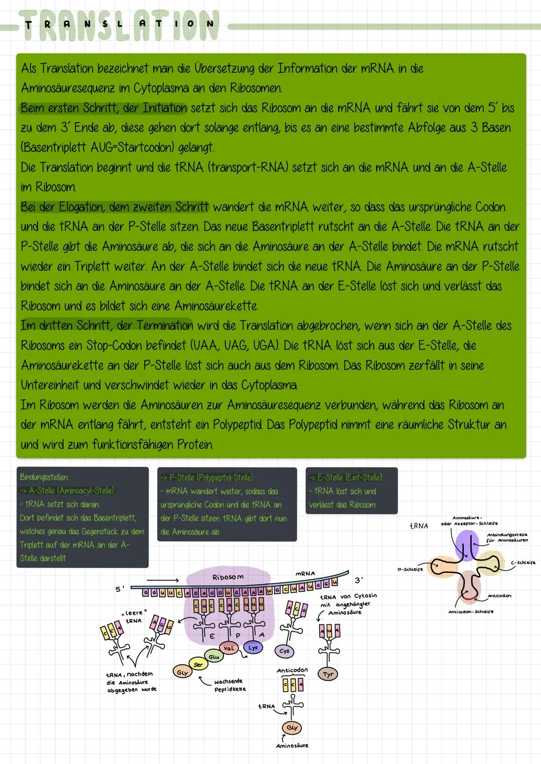 # TRANSL ATION

1. Schritt: Initiation
- Ribosom setzt sich an mRNA und fährt sie vom 5' bis 3' Ende ab
- Wandert so lange entlang, bis es a