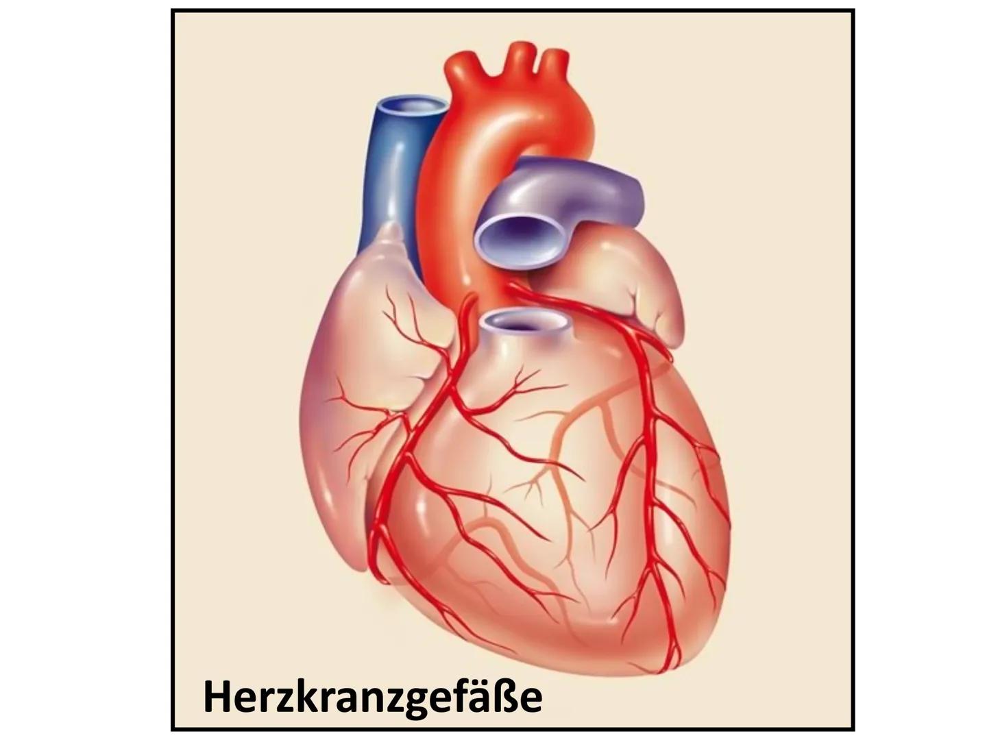 Der Herzkreislauf
und
Herz-Kreislauferkrankungen
Leitfrage:
Jährlich sterben Millionen von Menschen allein in Deutschland an
Herzkreislaufer