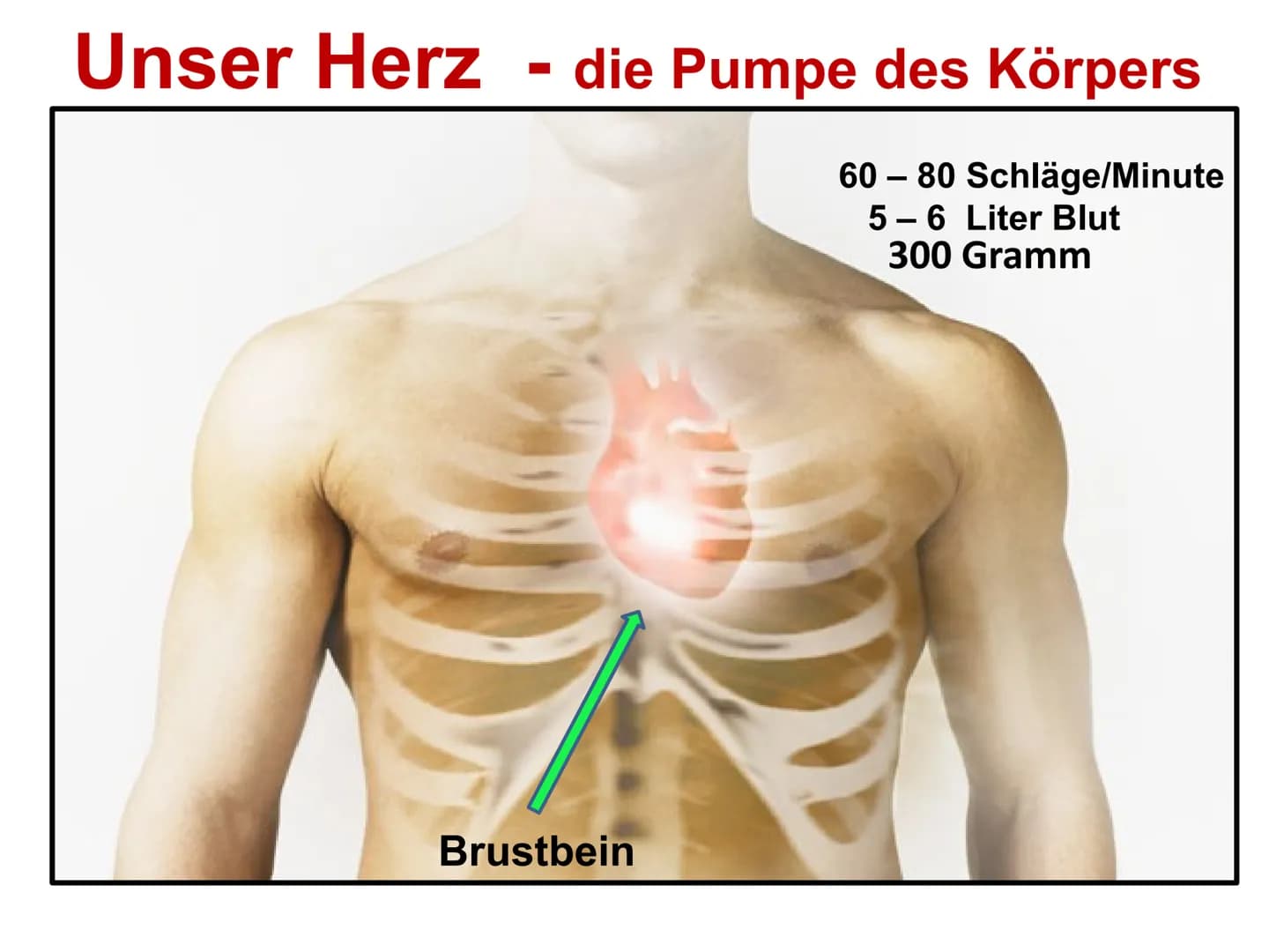 Der Herzkreislauf
und
Herz-Kreislauferkrankungen
Leitfrage:
Jährlich sterben Millionen von Menschen allein in Deutschland an
Herzkreislaufer