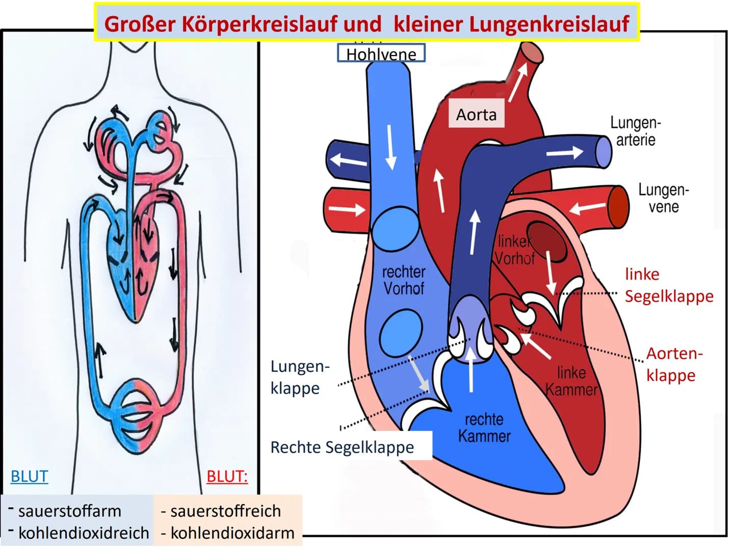 Der Herzkreislauf
und
Herz-Kreislauferkrankungen
Leitfrage:
Jährlich sterben Millionen von Menschen allein in Deutschland an
Herzkreislaufer