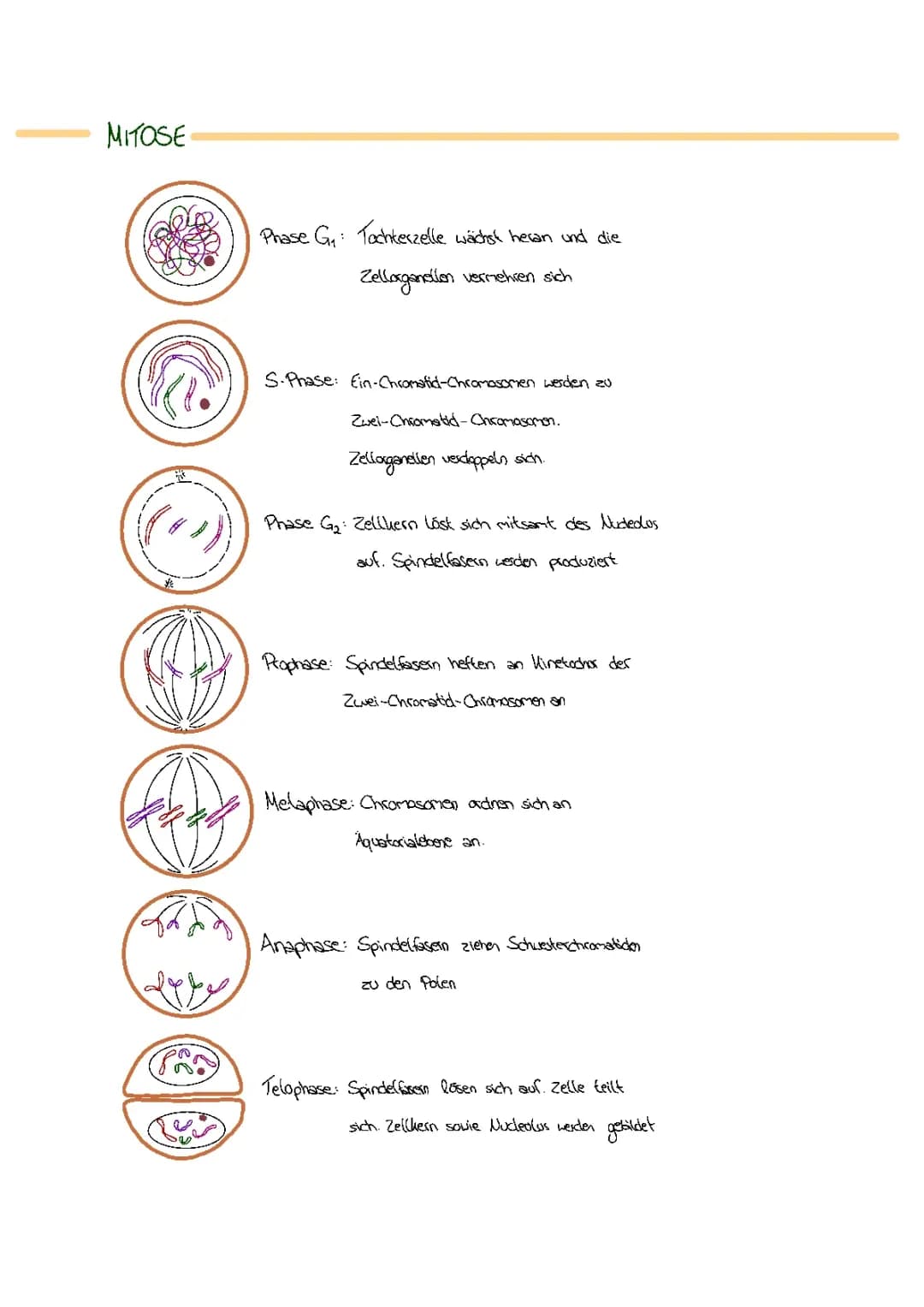 Biologie Abitur Lernzettel
