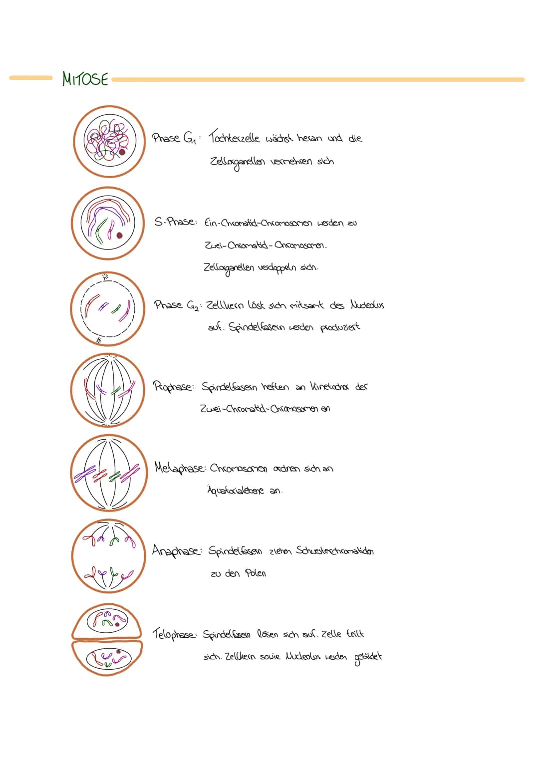 MITOSE
LE
Phase G₁: Tochterzelle wächst heran und die
Zellaganellen vermehren sich
S-Phase: Ein-Chromatid-Chromosomen werden zu
Zwei-Chromat