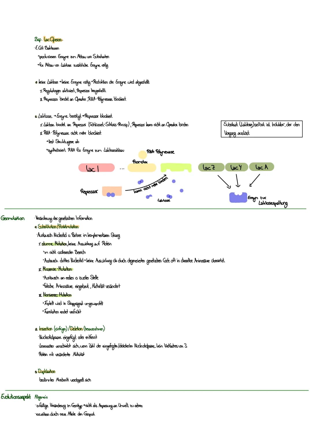 MITOSE
LE
Phase G₁: Tochterzelle wächst heran und die
Zellaganellen vermehren sich
S-Phase: Ein-Chromatid-Chromosomen werden zu
Zwei-Chromat