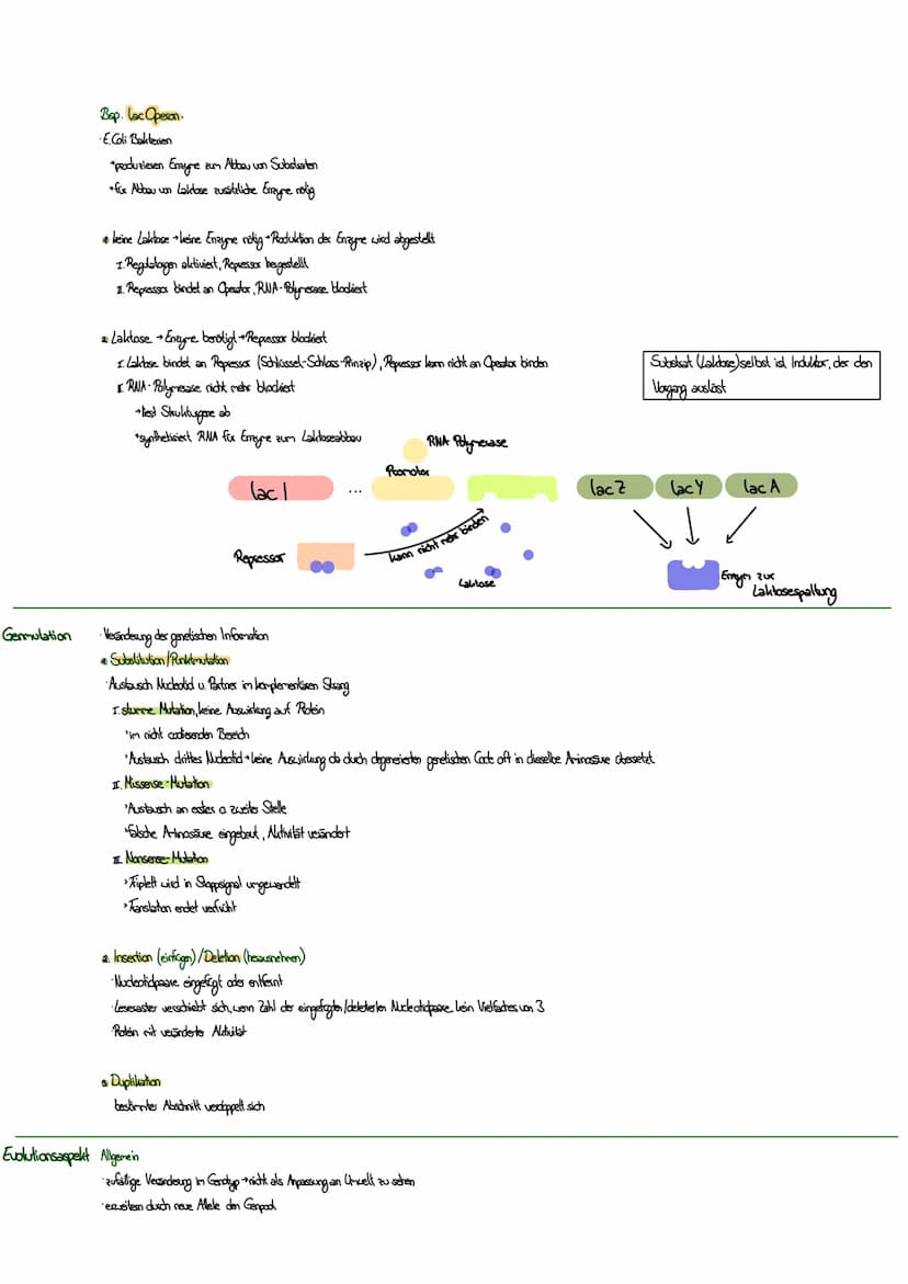 MITOSE
LE
Phase G₁: Tochterzelle wächst heran und die
Zellaganellen vermehren sich
S-Phase: Ein-Chromatid-Chromosomen werden zu
Zwei-Chromat
