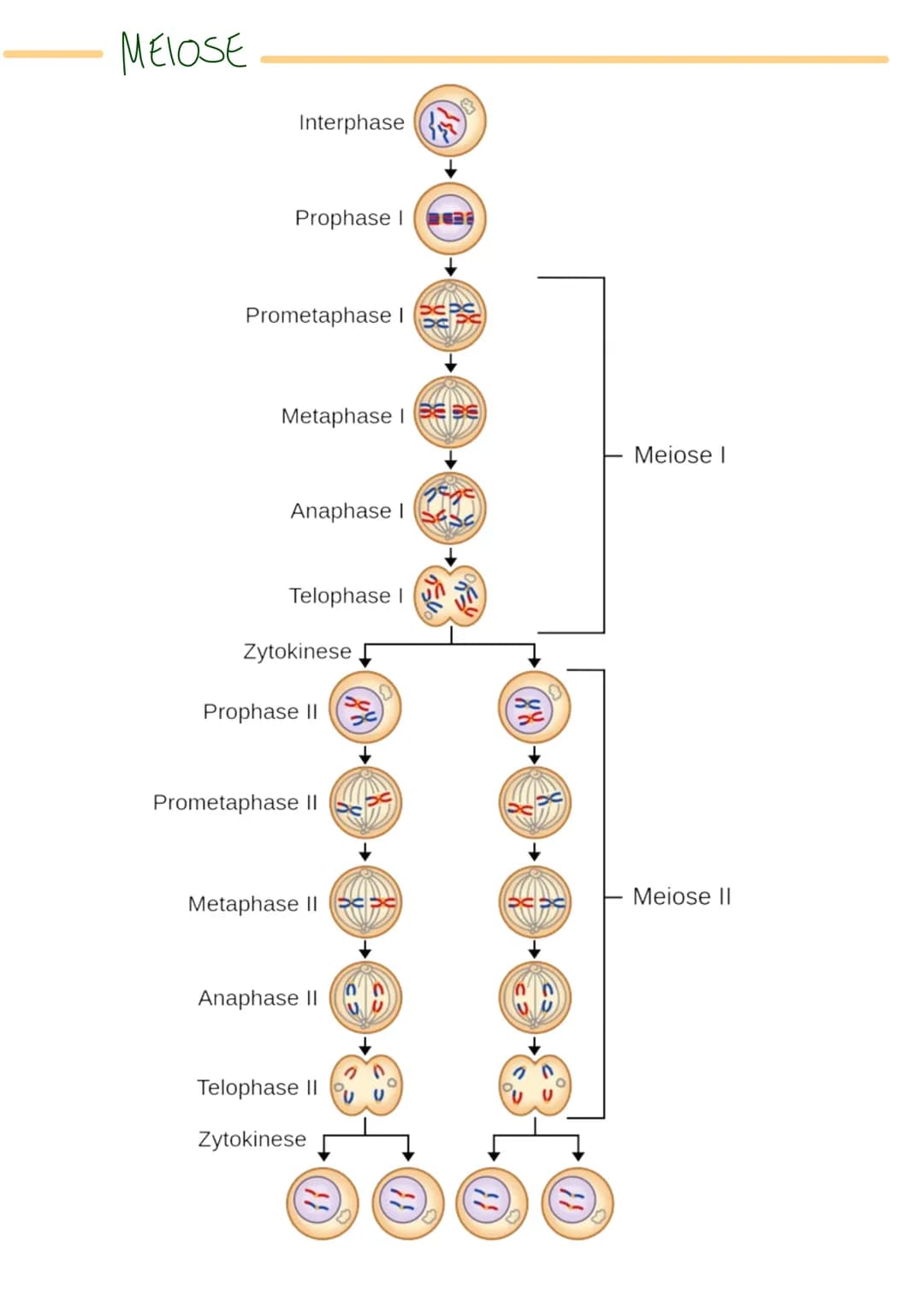 MITOSE
LE
Phase G₁: Tochterzelle wächst heran und die
Zellaganellen vermehren sich
S-Phase: Ein-Chromatid-Chromosomen werden zu
Zwei-Chromat