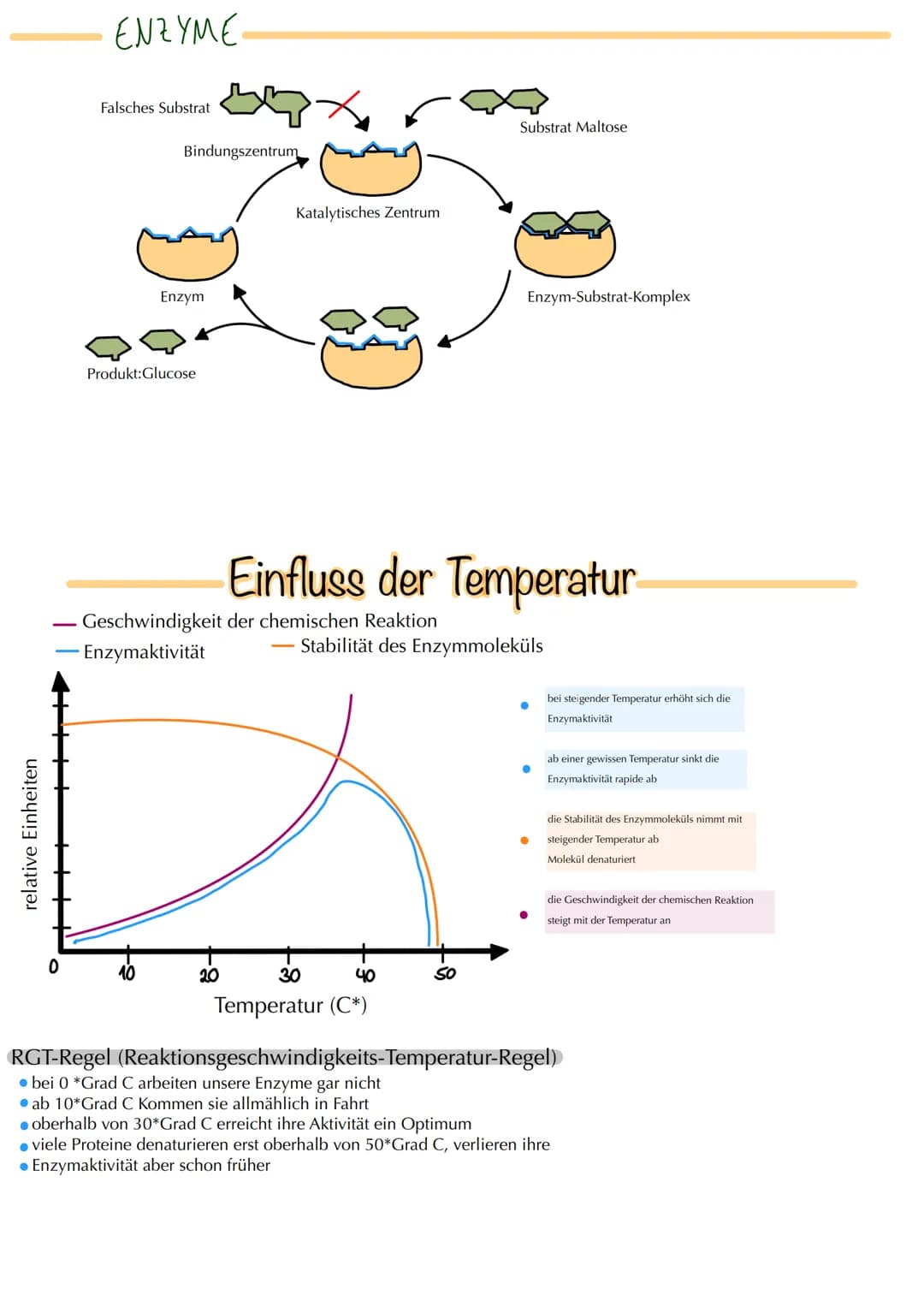 MITOSE
LE
Phase G₁: Tochterzelle wächst heran und die
Zellaganellen vermehren sich
S-Phase: Ein-Chromatid-Chromosomen werden zu
Zwei-Chromat